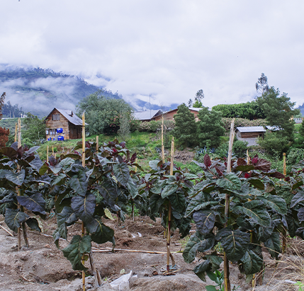 El chocolate orgánico ecuatoriano que llega al mundo